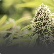 Marijuana Packaging Marijuana Packaging