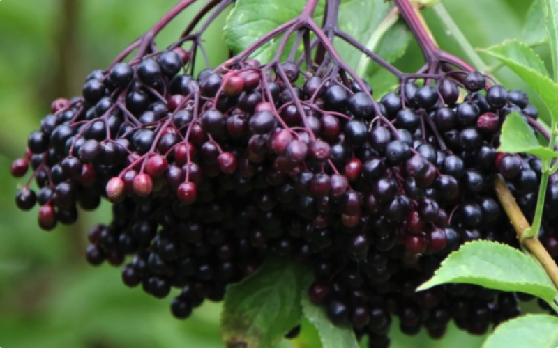 Popular Elderberry Products
