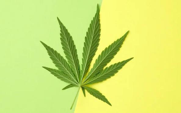 Rise of Cannabis Packaging Bag